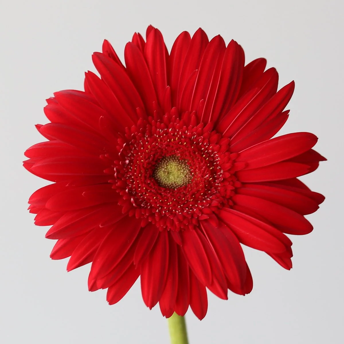 Bulk Carambole Gerbera – 45 Stems