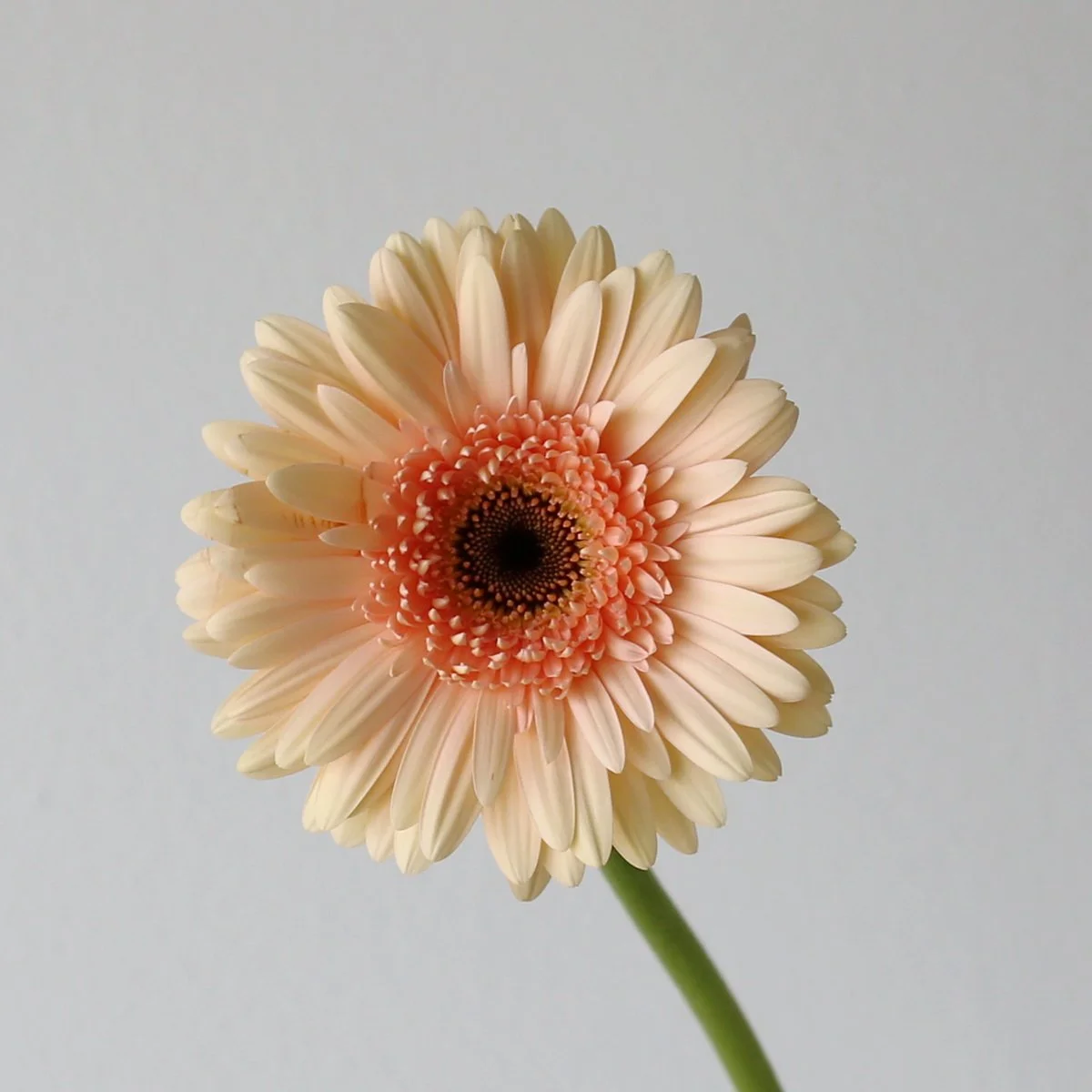 Bulk Cafe Del Mar Gerbera – 45 Stems