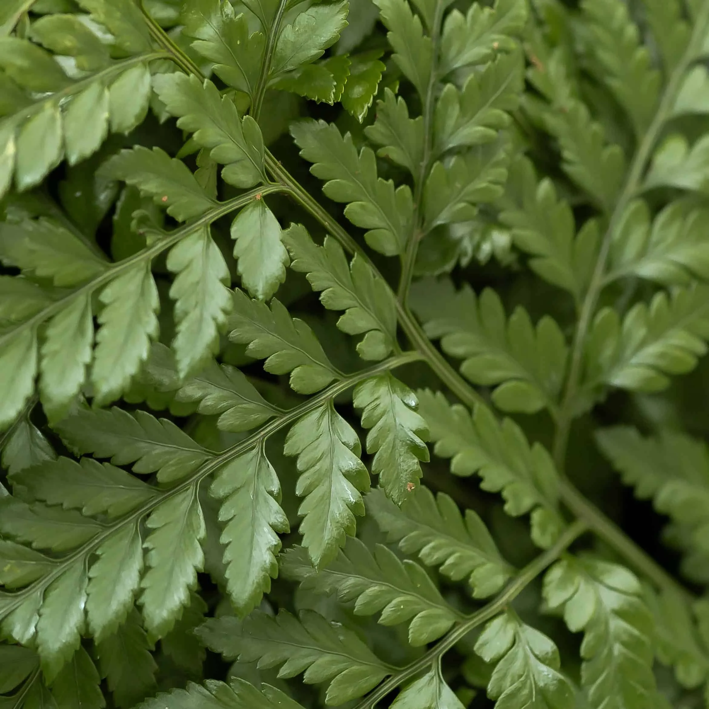 bulk-large-leather-fern_2.jpg