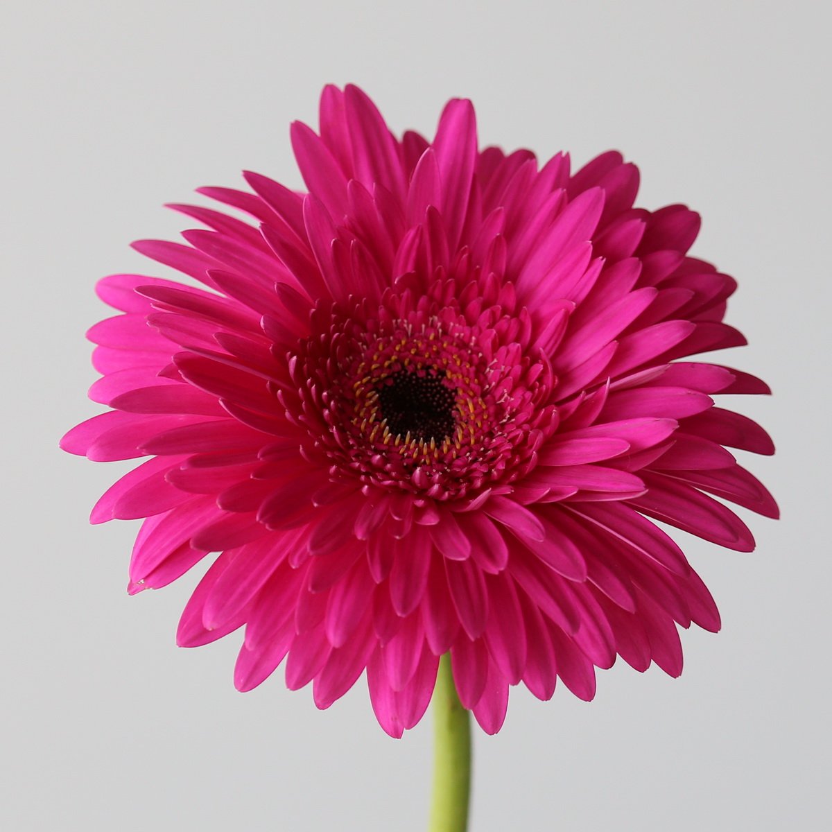 Bulk Madeira Gerbera – 45 Stems