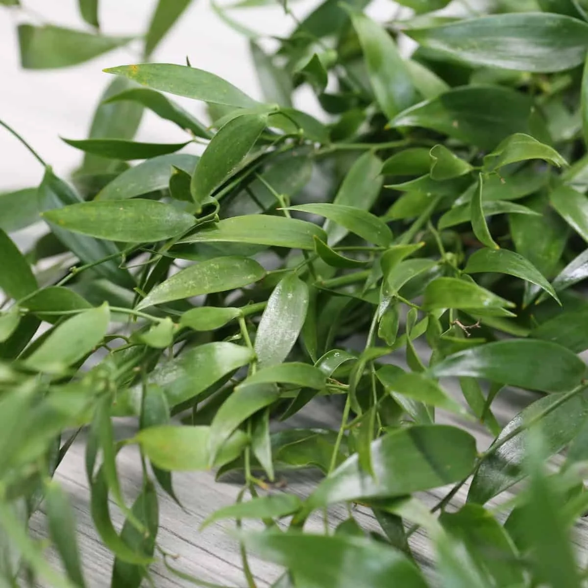 bulk-italian-ruscus_2.jpg