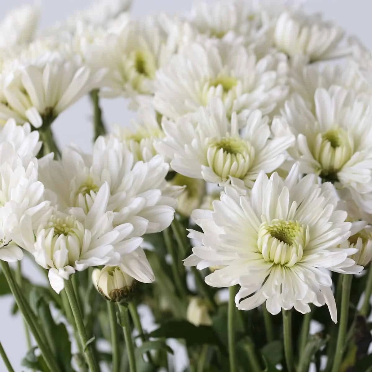 Bulk Arctic Queen White Chrysanthemum