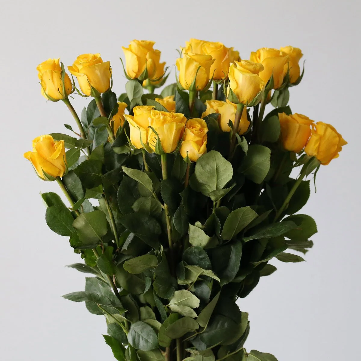 Bulk Brighton Yellow Roses – 50cm