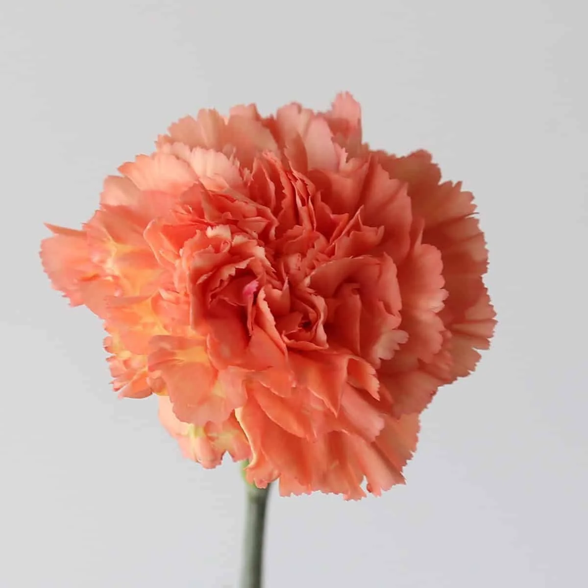 Bulk Orange Carnations