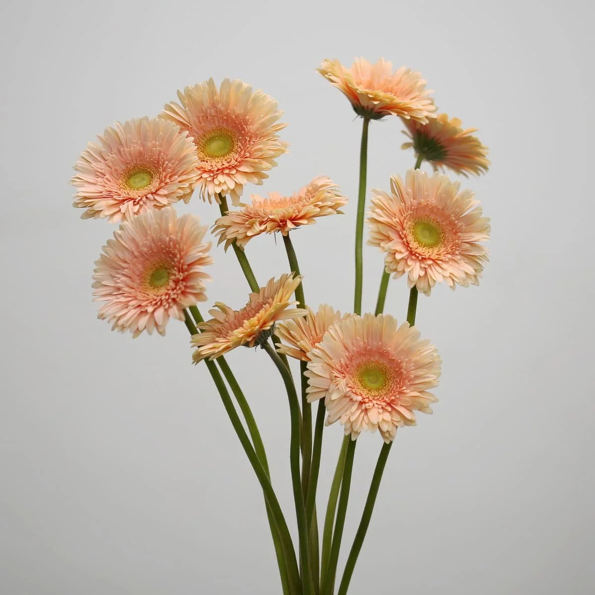 Bulk Carlita Gerbera – 45 Stems