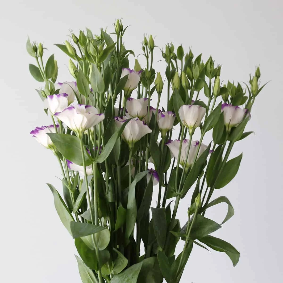 Bulk Purple Rim Lisianthus, 80cm, 5 Bunches (25 Stems)