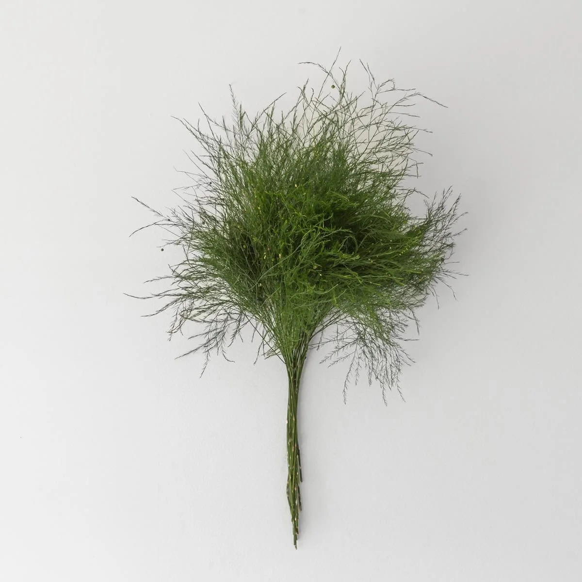 Bulk Tree Fern (Tiki) Greenery, 5 Bunches (25 Stems)