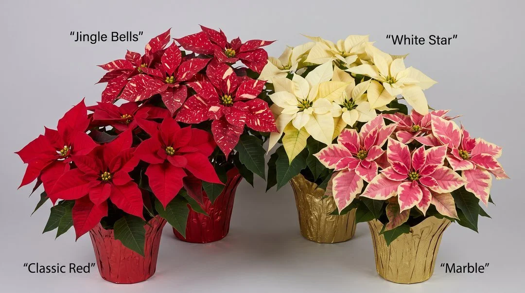 Assorted red, white, Marble pink and Jingle Bells Christmas poinsettias from Freshly Flowers, New Westminster