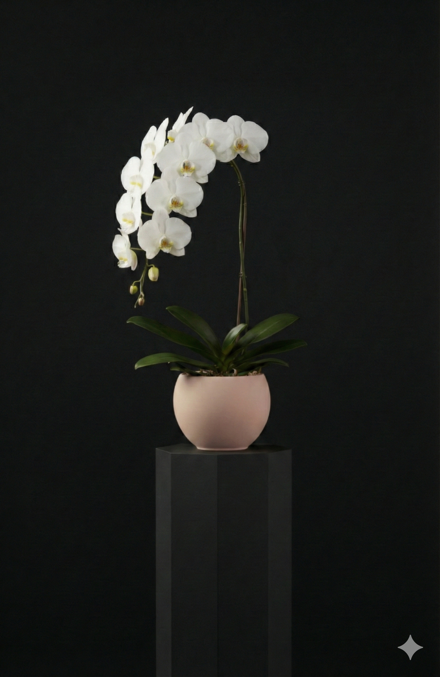 Single Stem White Orchid
