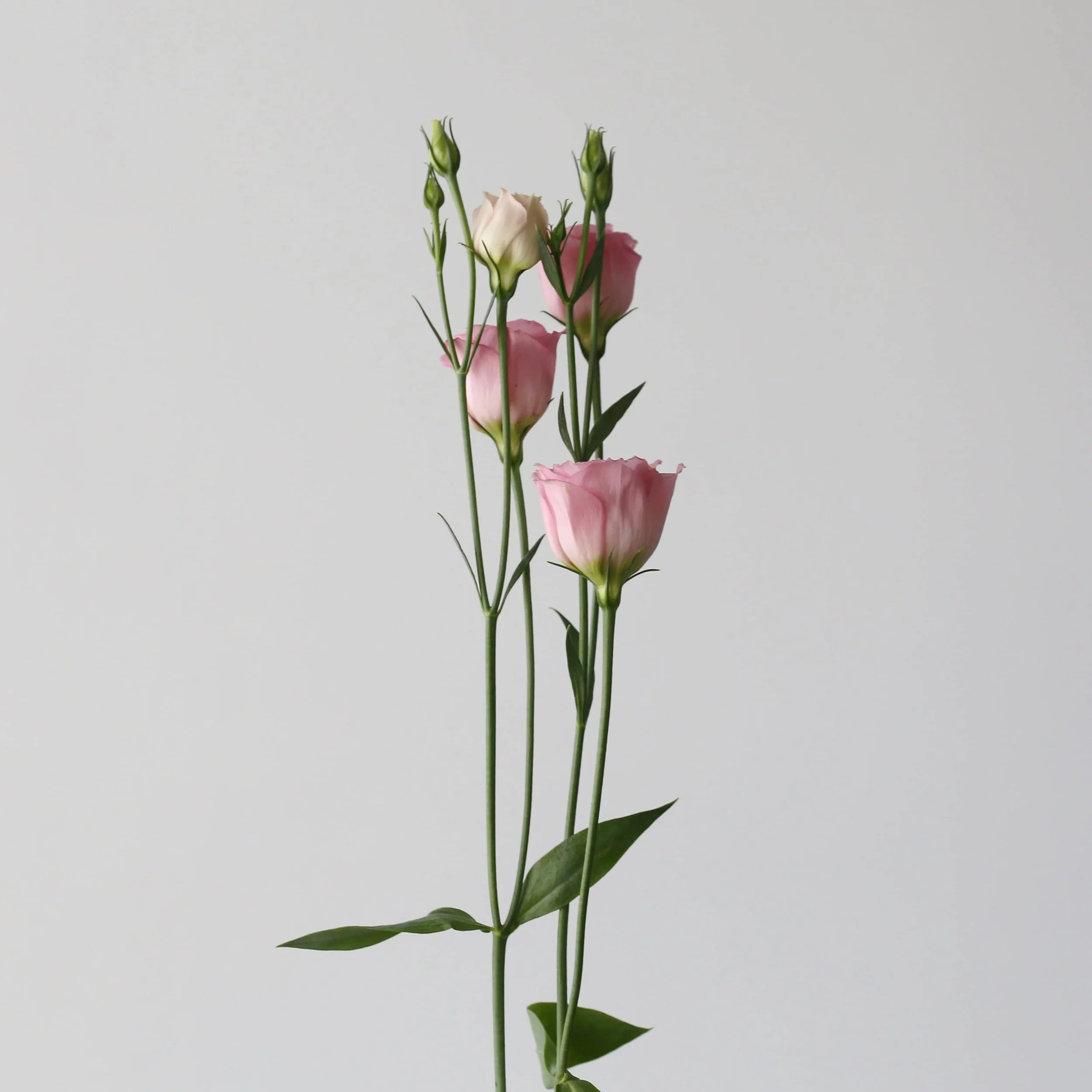 light-pink-lisianthus_2.jpg
