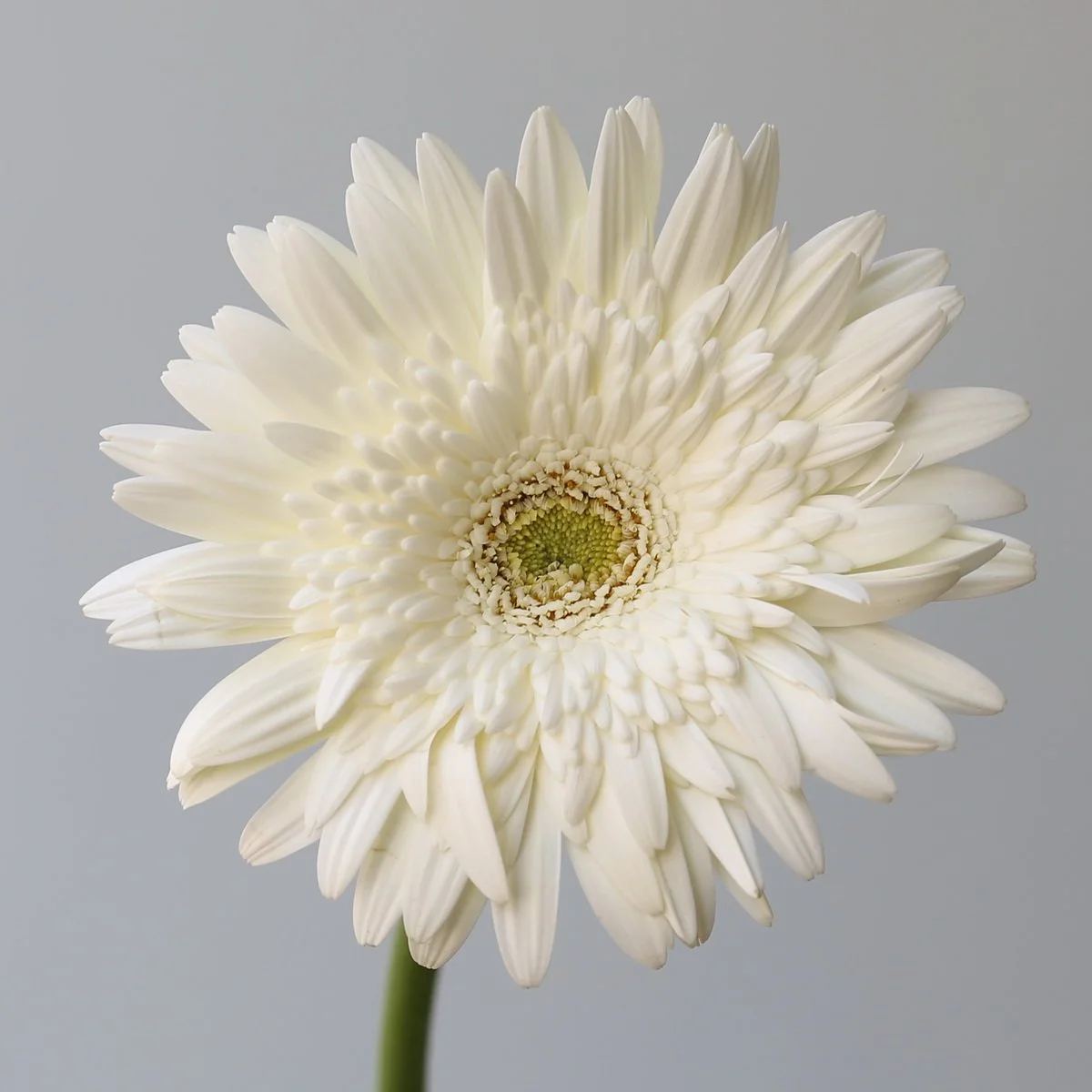 Bulk Balance Gerbera – 45 Stems