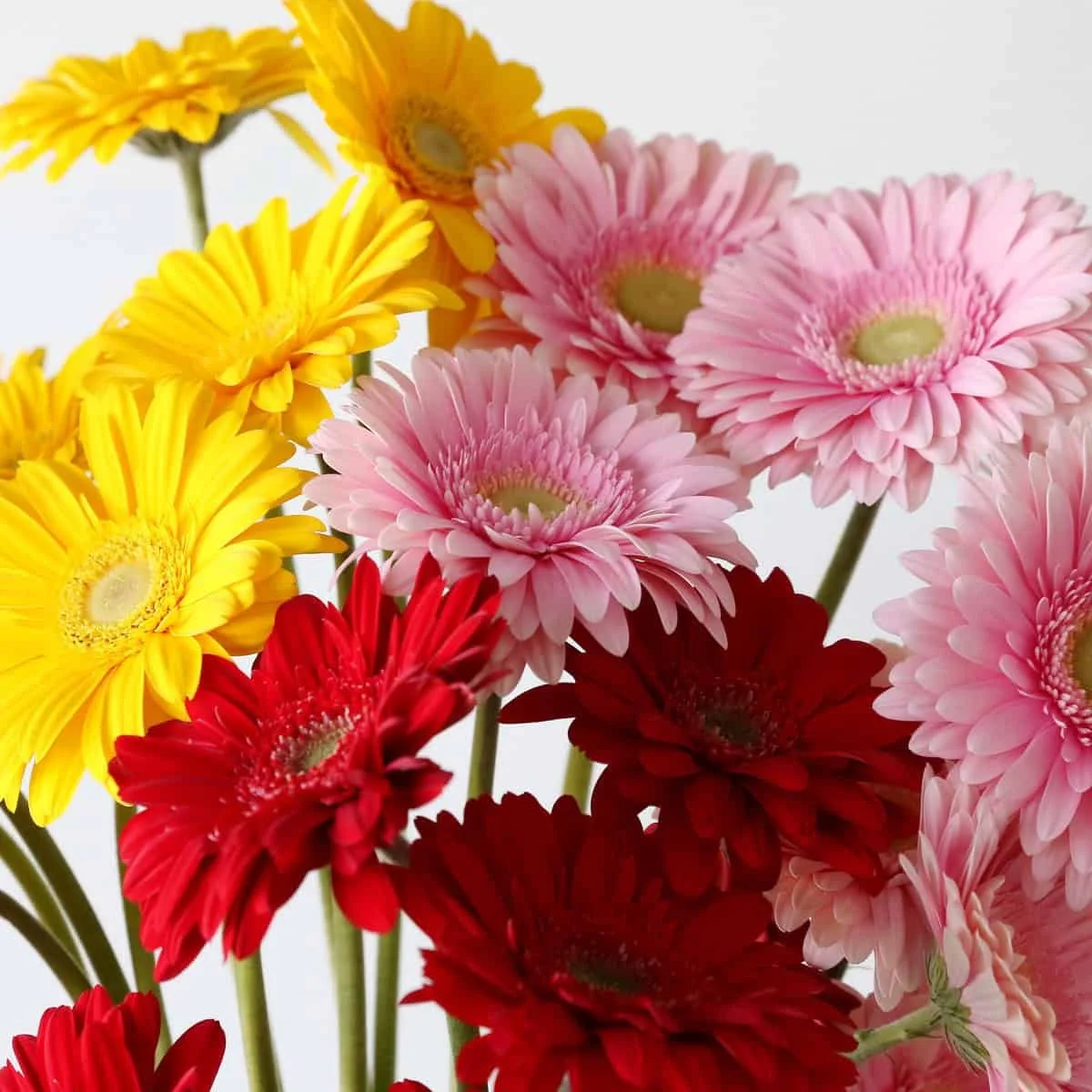 assorted-standard-gerberas_2.jpg