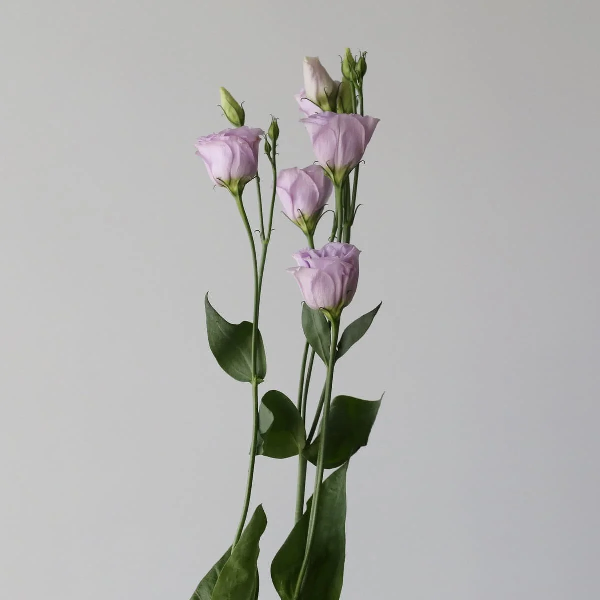 lavender-lisianthus_2.jpg
