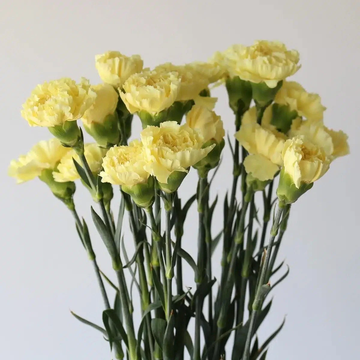 Bulk Yellow Carnations, 2 Bunches (48 Stems)