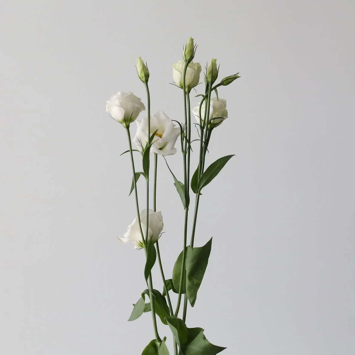 Bulk White Lisianthus