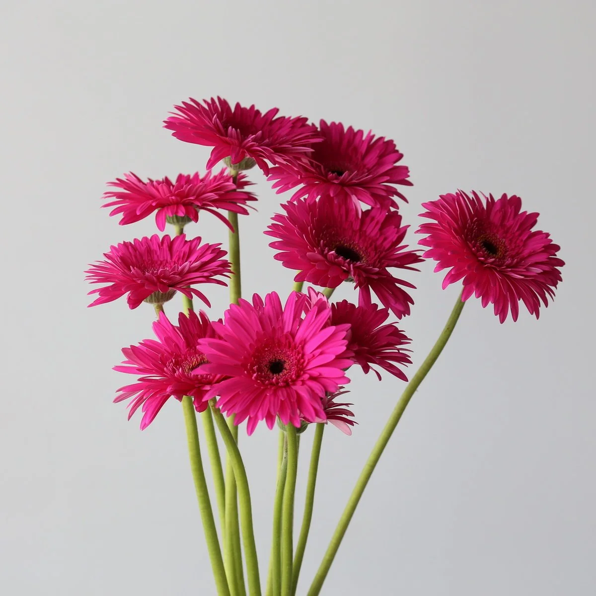 Bulk Madeira Gerbera – 45 Stems