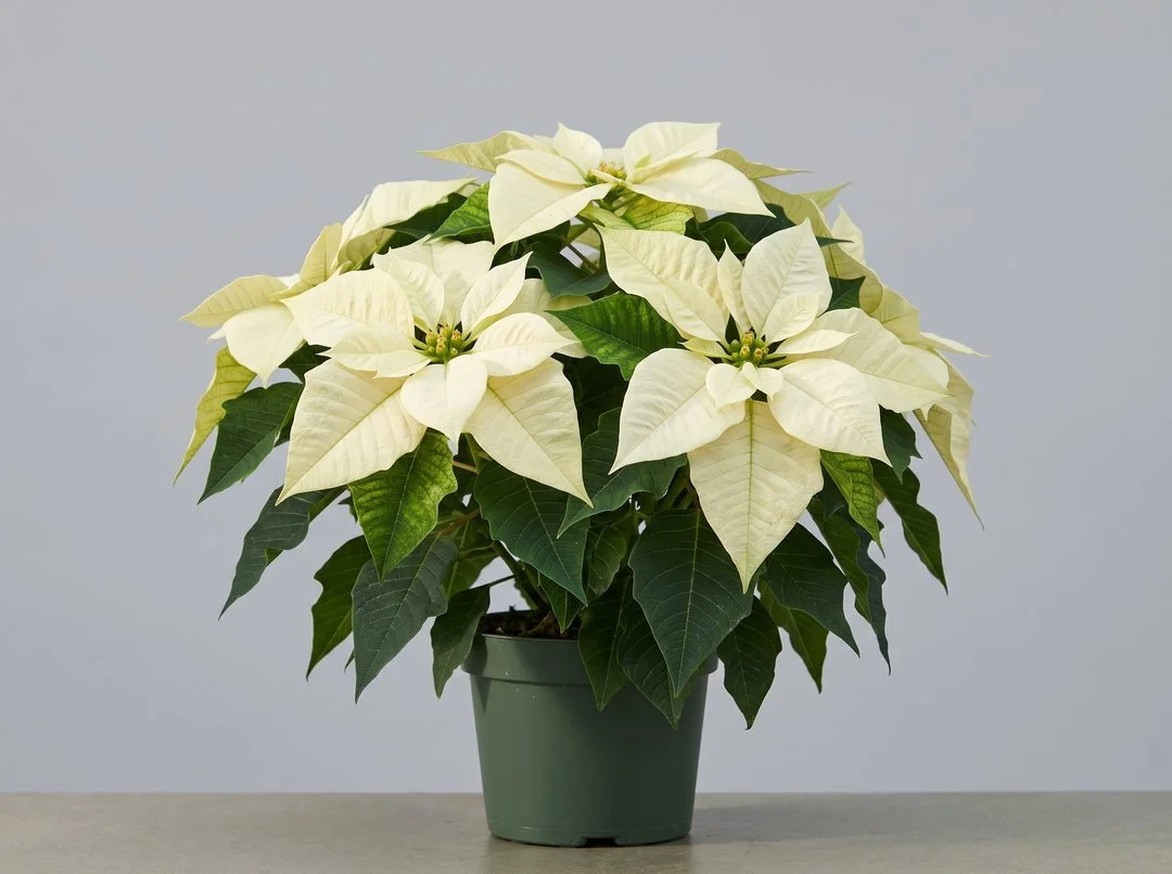 Full white poinsettia plant in a green nursery pot for bulk Christmas orders in Burnaby