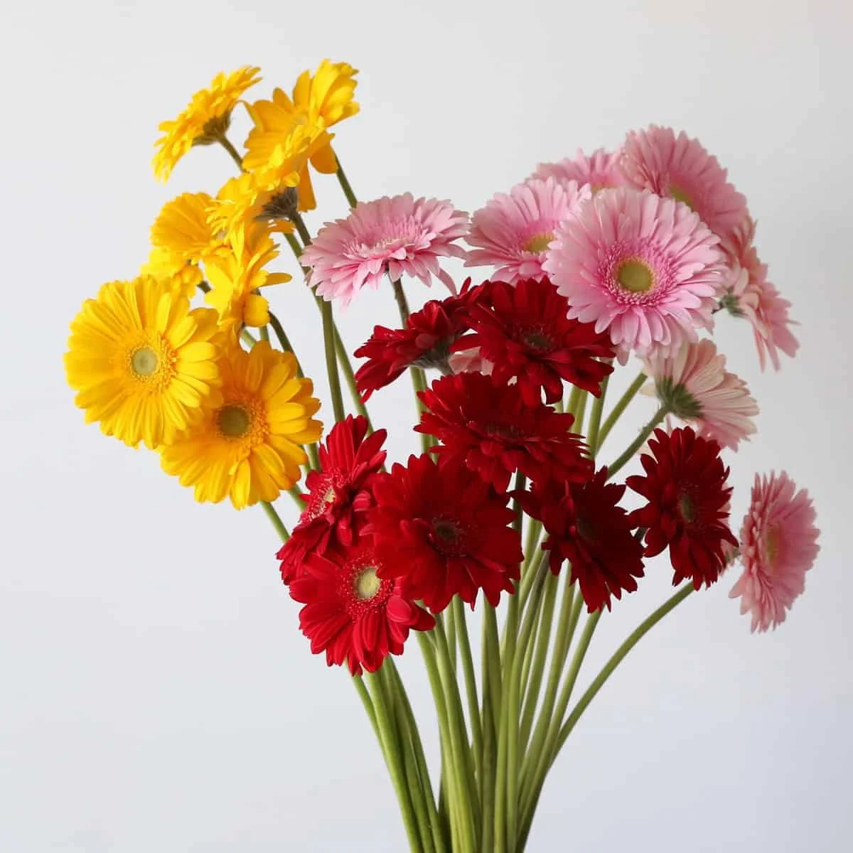 Assorted Gerbera 45 Stems