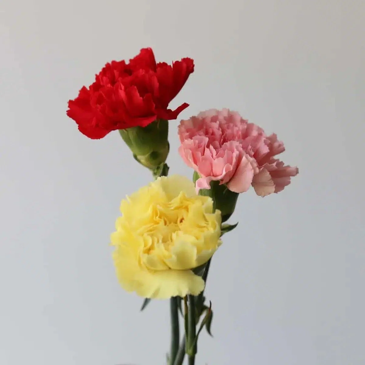 Bulk Assorted Carnations