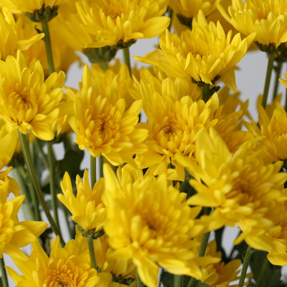Bulk Showwinner Cushion Yellow Chrysanthemum