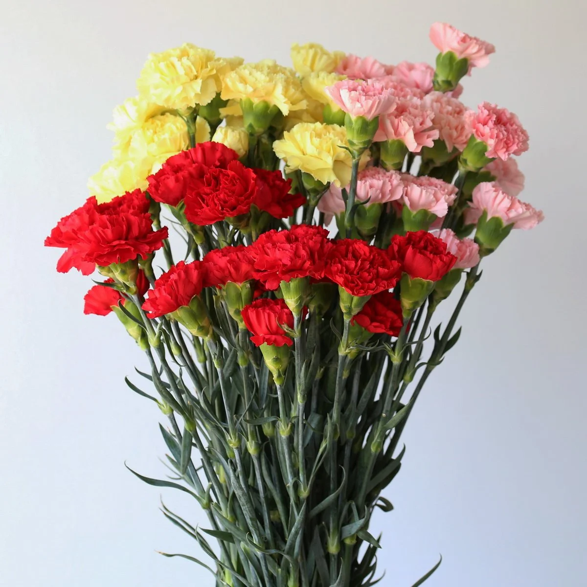 Bulk Assorted Carnations, 2 Bunches (48 Stems)