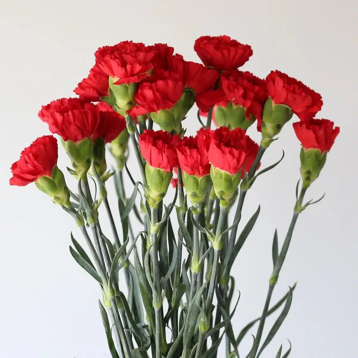 red-carnations_1.jpg