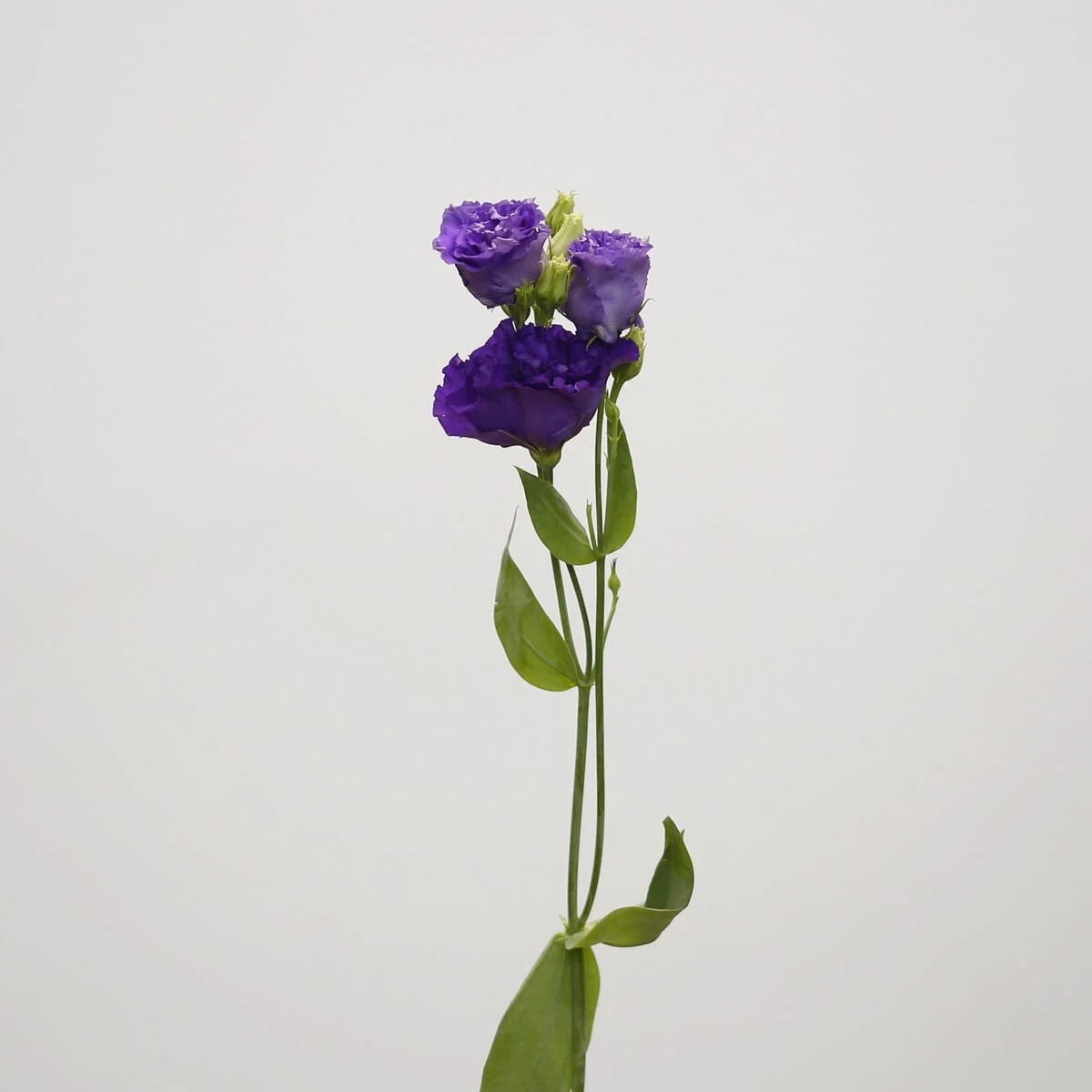 purple-lisianthus_2.jpg