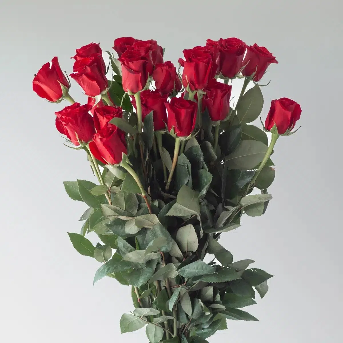 Bulk Freedom Red Roses – 50cm, 24 Stems