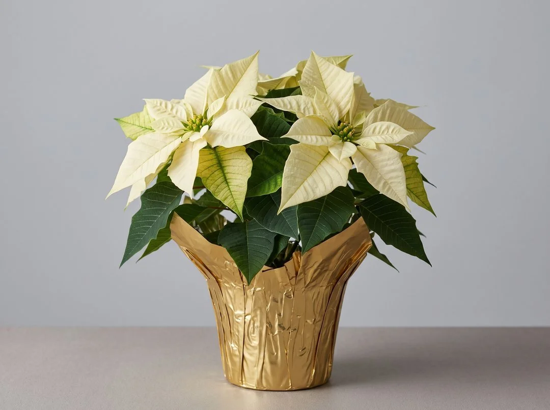 Creamy white poinsettia in a 6 inch gold foil-wrapped pot from Freshly Flowers, New Westminster