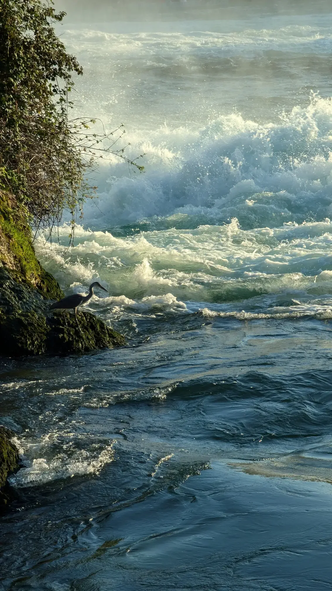 Garza real a orillas de las cataratas del Rin, cerca de Neuhausen, con el agua al fondo
