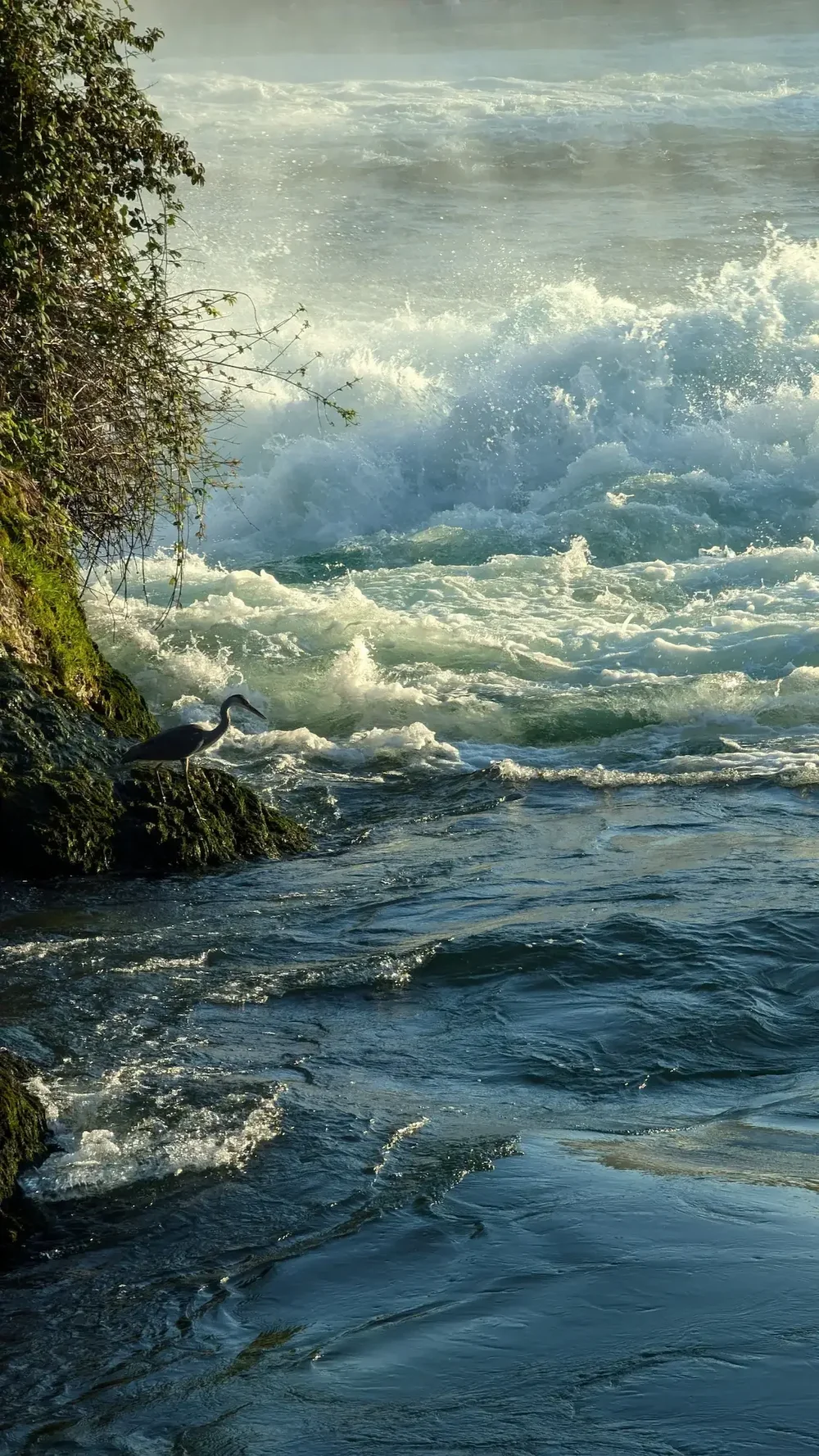 Graureiher am Rheinfall in Neuhausen am Rheinfall