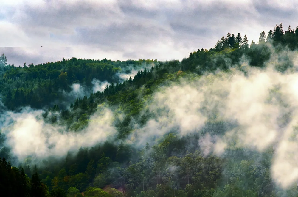 Misty forest landscape in the Black Forest near the High Rhine region
