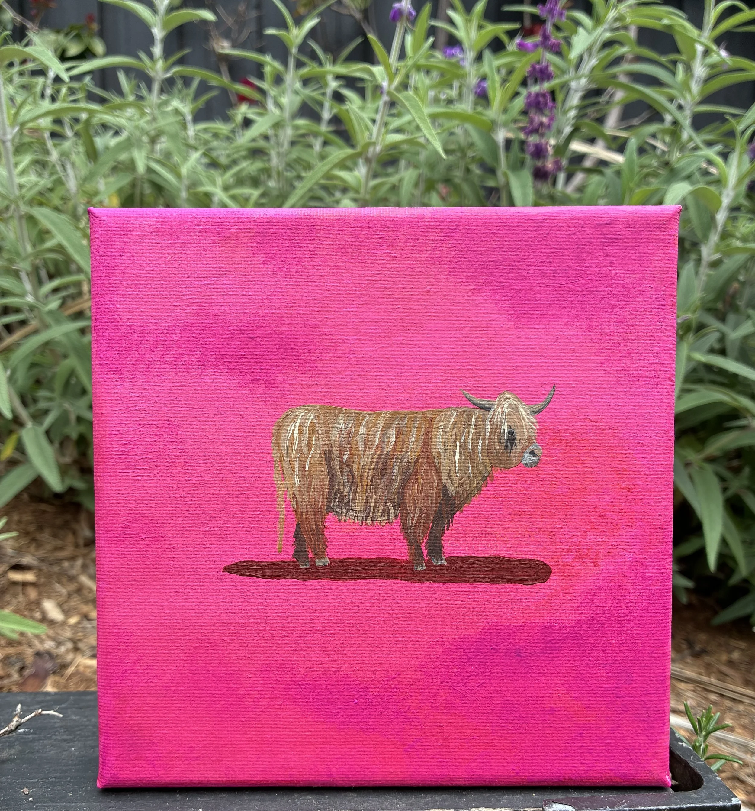 The Highland Cow