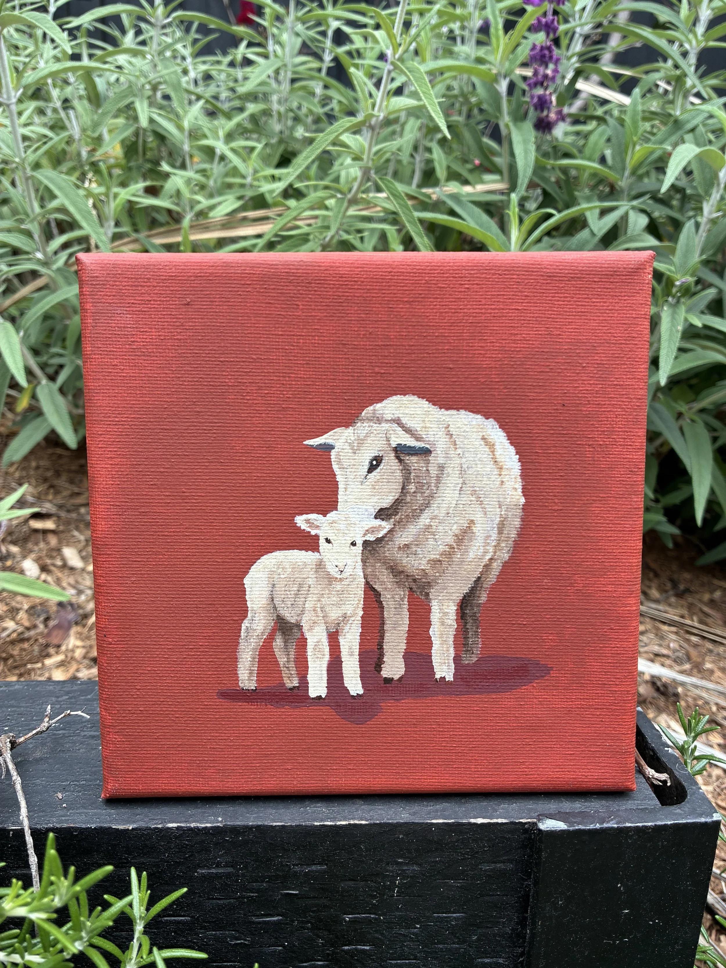 The Newborn Lamb
