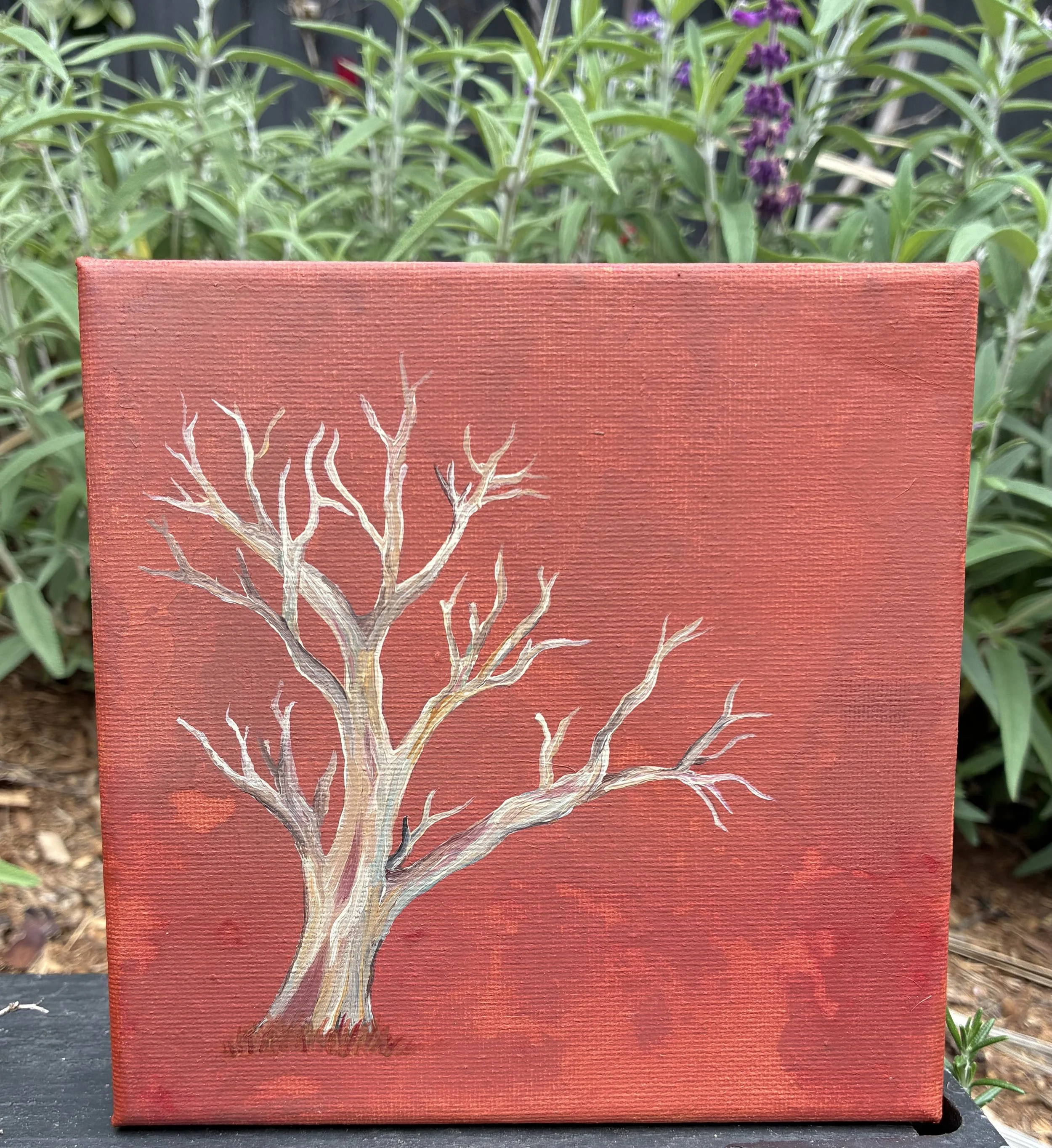 The Ironbark