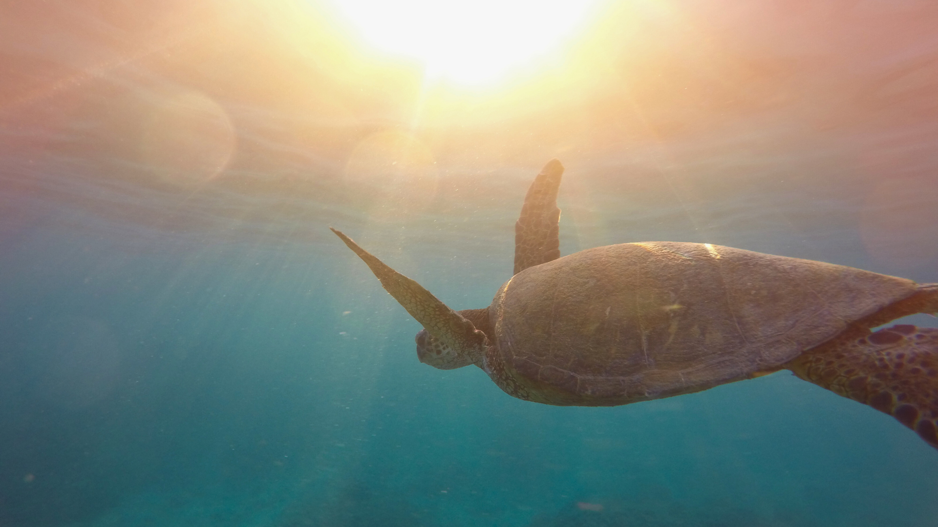 Sea turtle_website.png