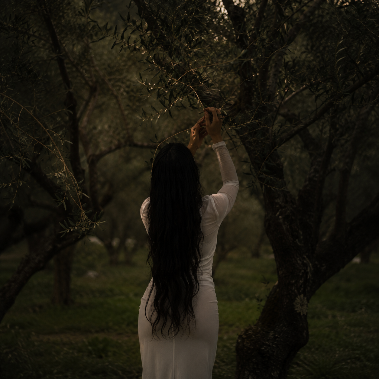 A woman with long dark hair wearing a white dress picking olives from a tree in an orchard during late afternoon or early evening.