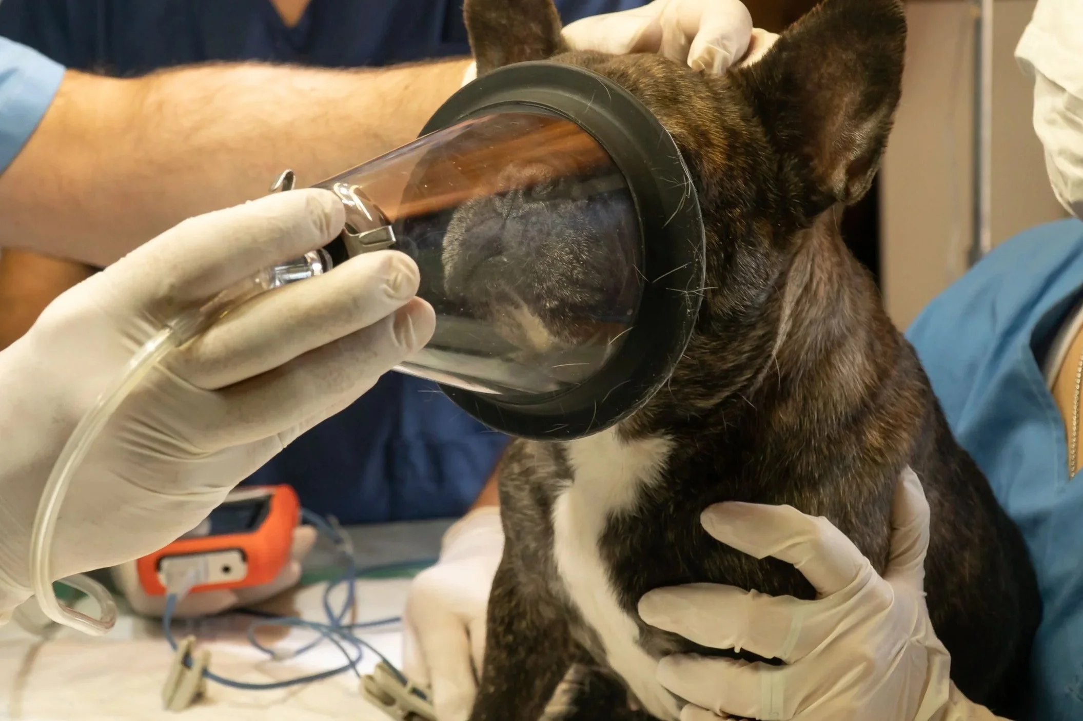 Veterinary Anesthesia Safety: A Practical Framework From Preanesthetic Assessment Through Recovery"