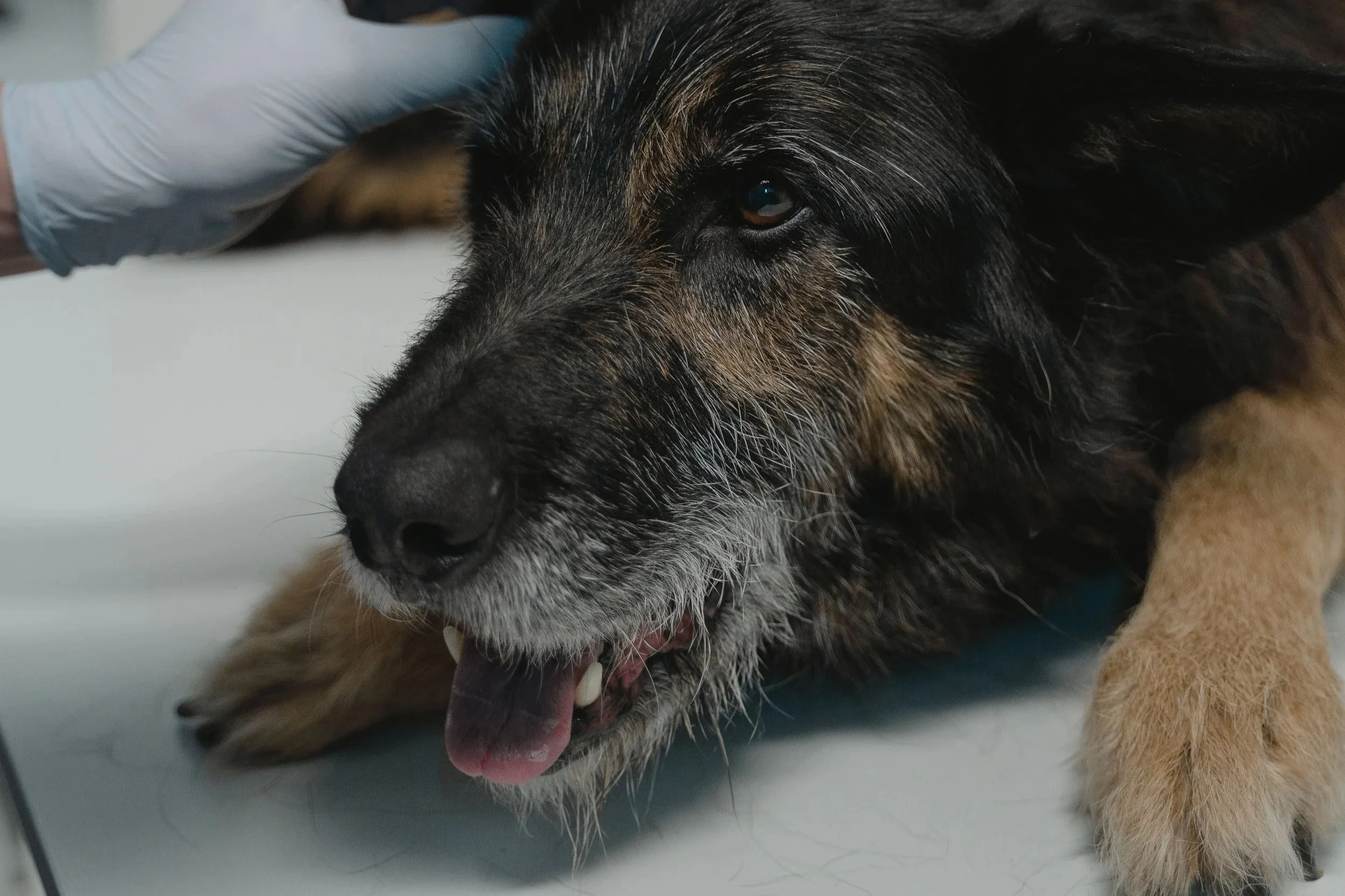 High-Risk Veterinary Anesthesia: How Cardiac, Respiratory, Renal, Endocrine, and Geriatric Disease Change the Plan