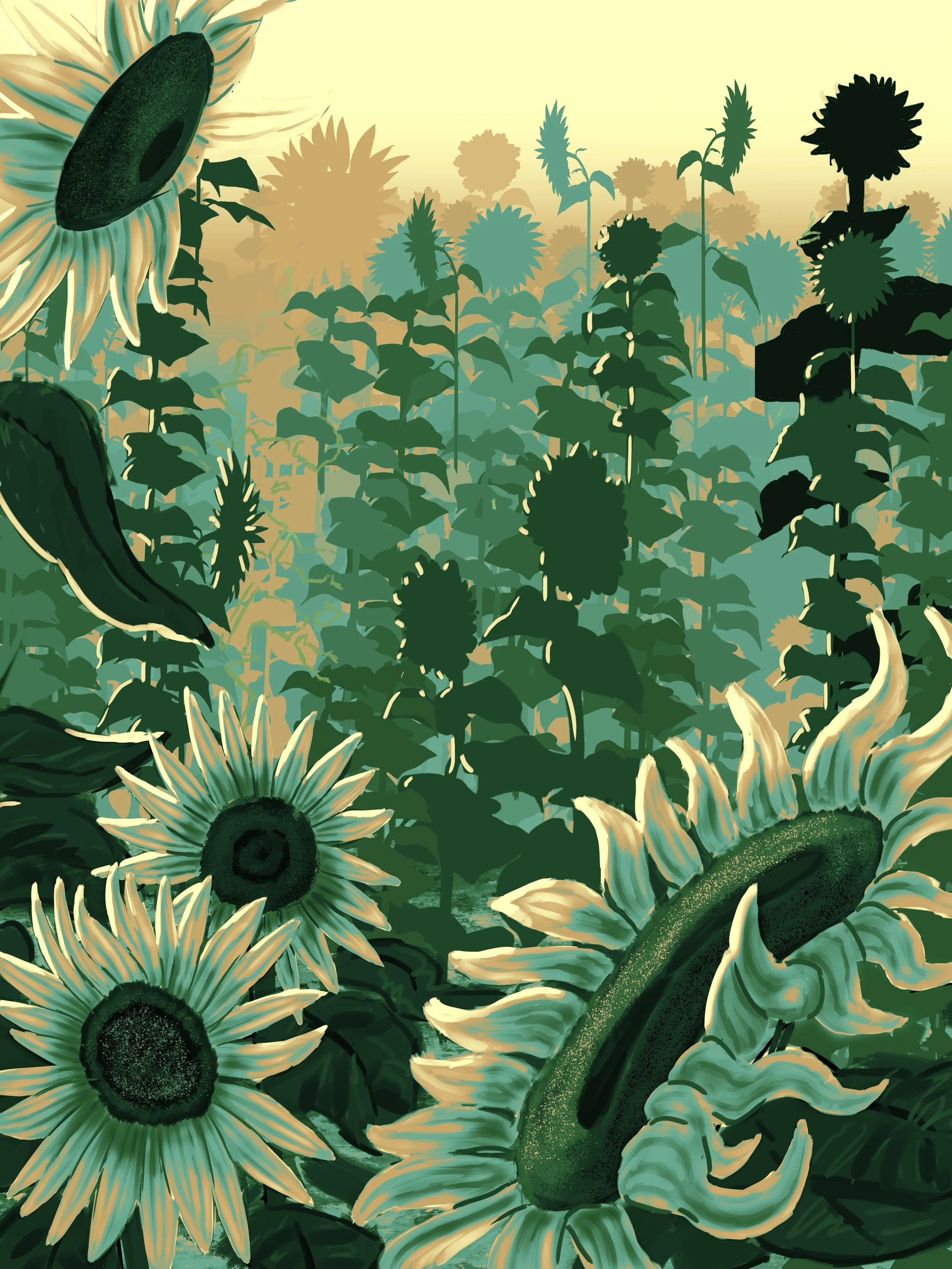 sunflower feilds.jpg