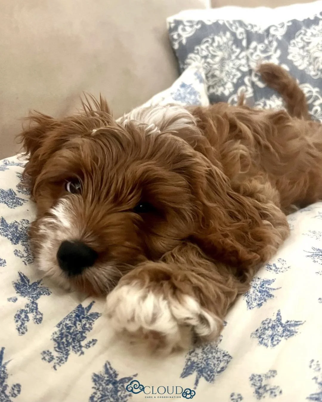 Introducing the newest member of Cloud Care &amp; Coordination! Zero admin skills and sleeps on the job but gives great cuddles. Say hi to Norman 🐶🩵