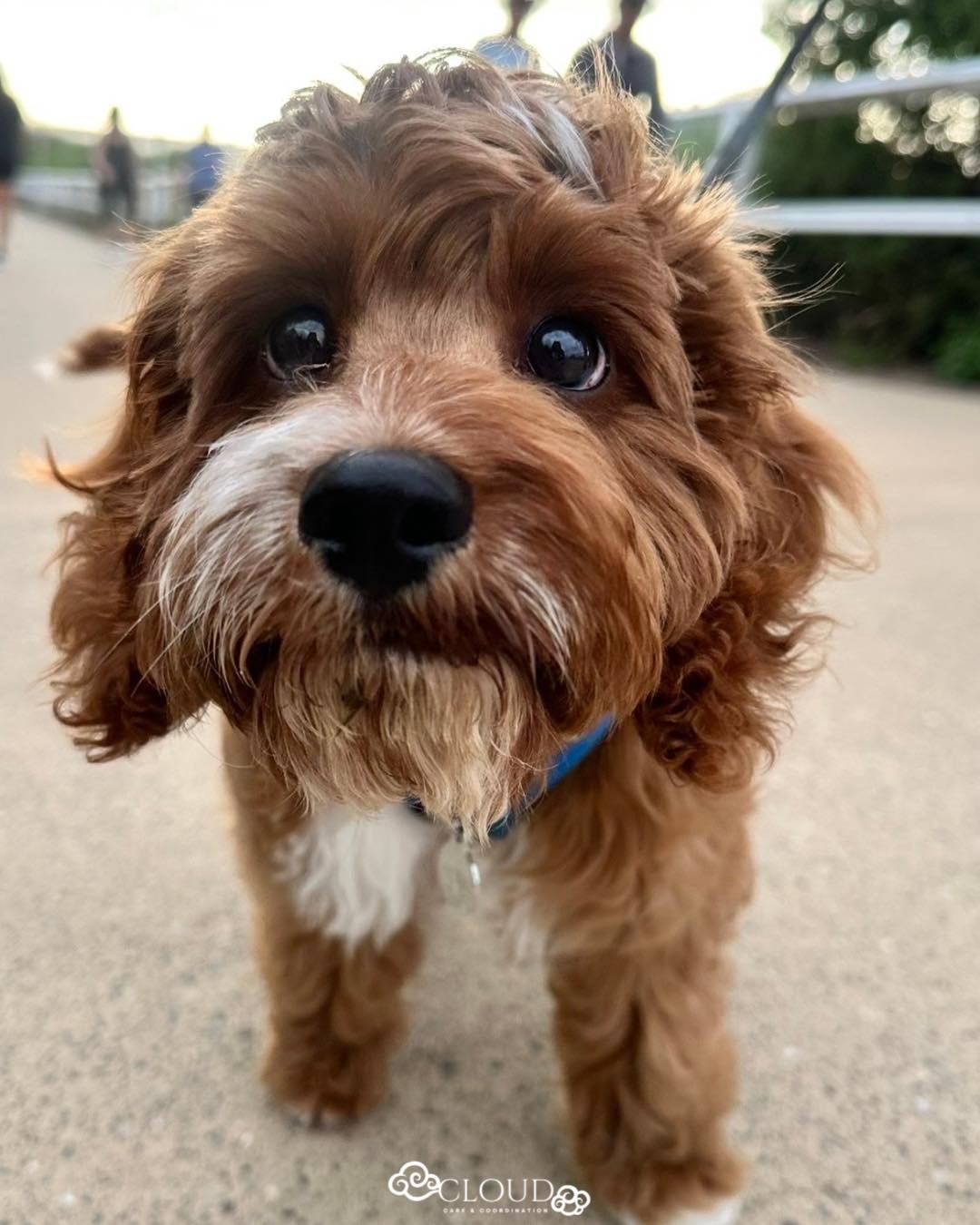 Mid-week check in with Norman 🐶🤍 how&rsquo;s everyone&rsquo;s week going?

#ndis #midweekcheckin #cloudcarecoordination