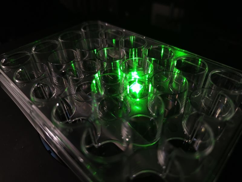 A diamond voltage imaging microscope uses quantum technology to measure changes in neurons. Image: Daniel McCloskey