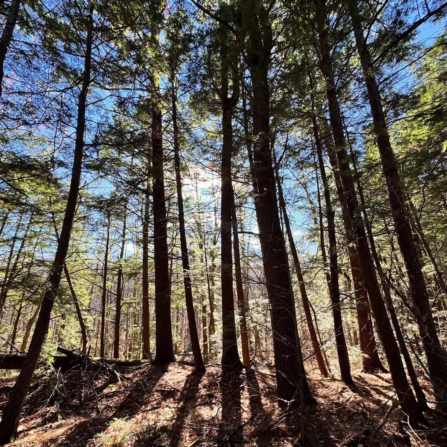 Sometimes it&rsquo;s not always about the lake view. #hemlocklakehouse #muldrew