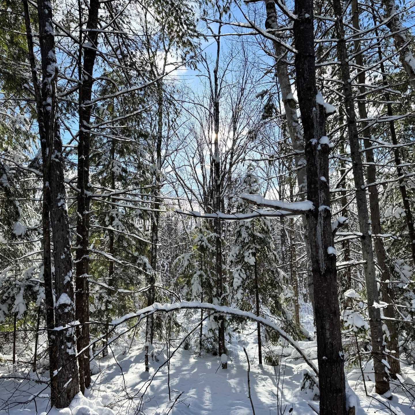 Snow has been steady and the woods are looking very festive!