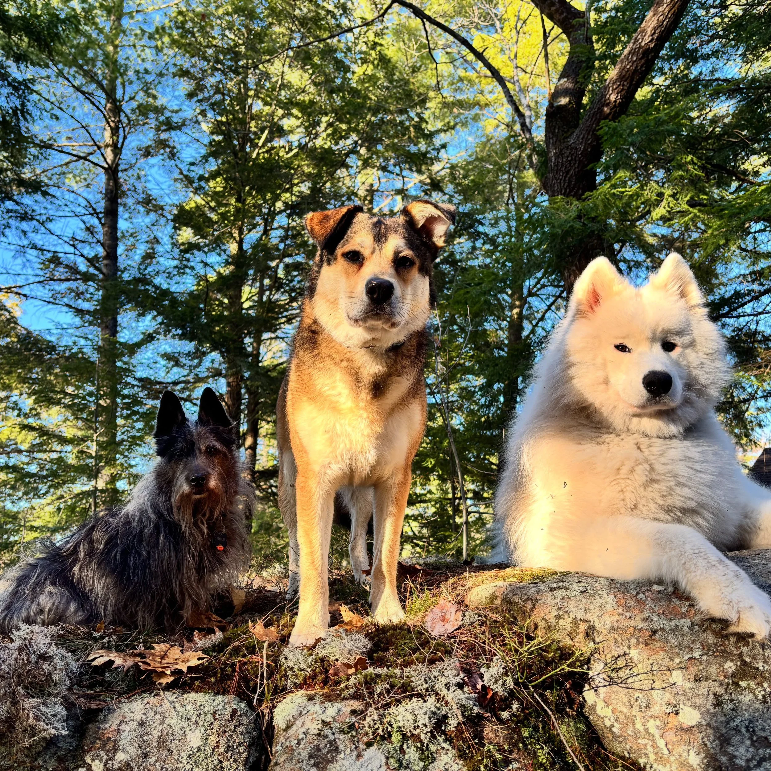 Hemlock&rsquo;s resident troop!