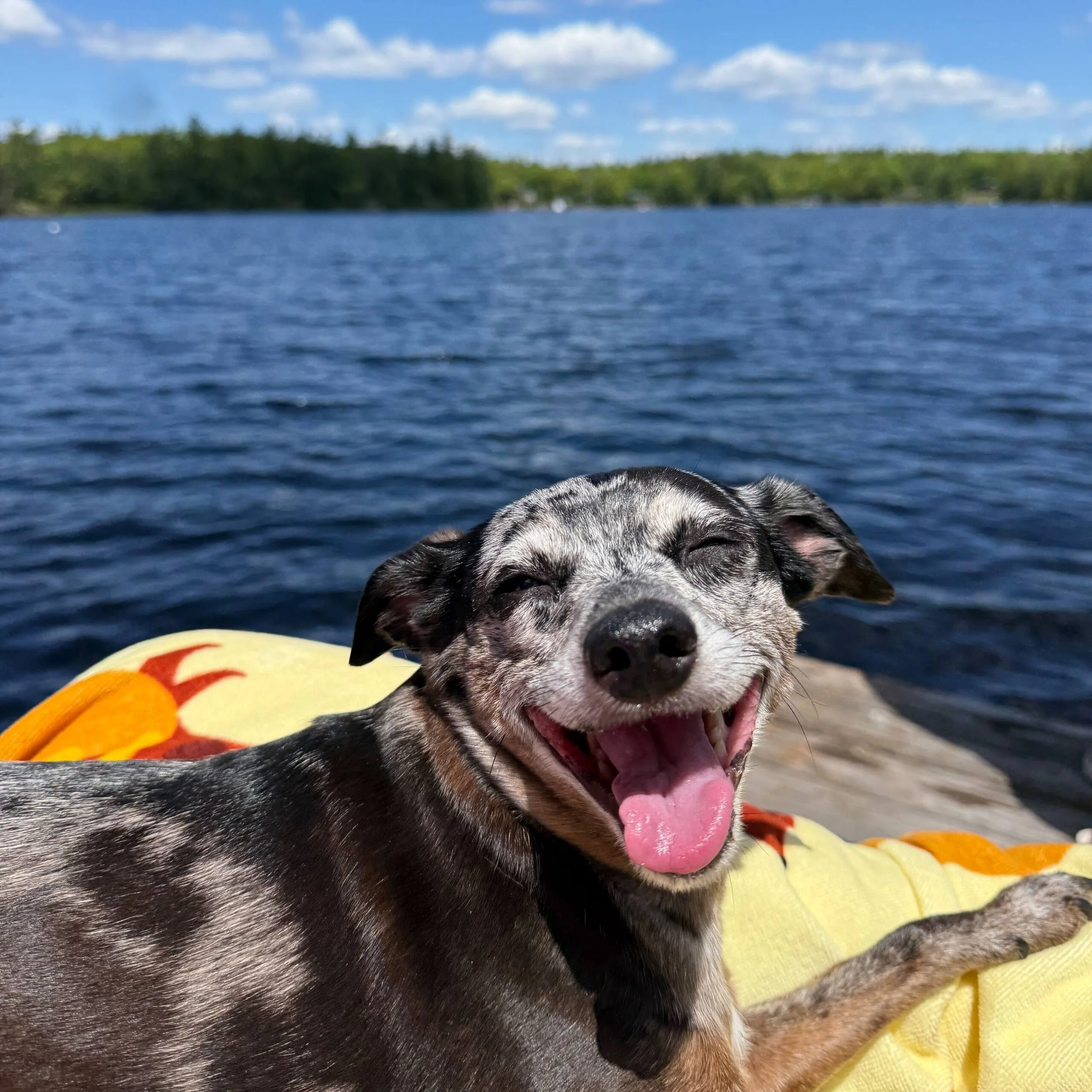 Would it be safe to say Brando enjoyed his time at the lake? If this doesn&rsquo;t herald the beginning of the &lsquo;Dogs Days of Summer&rsquo; I don&rsquo;t know what does! Thanks @olivianesci for sharing the happiest of photos!