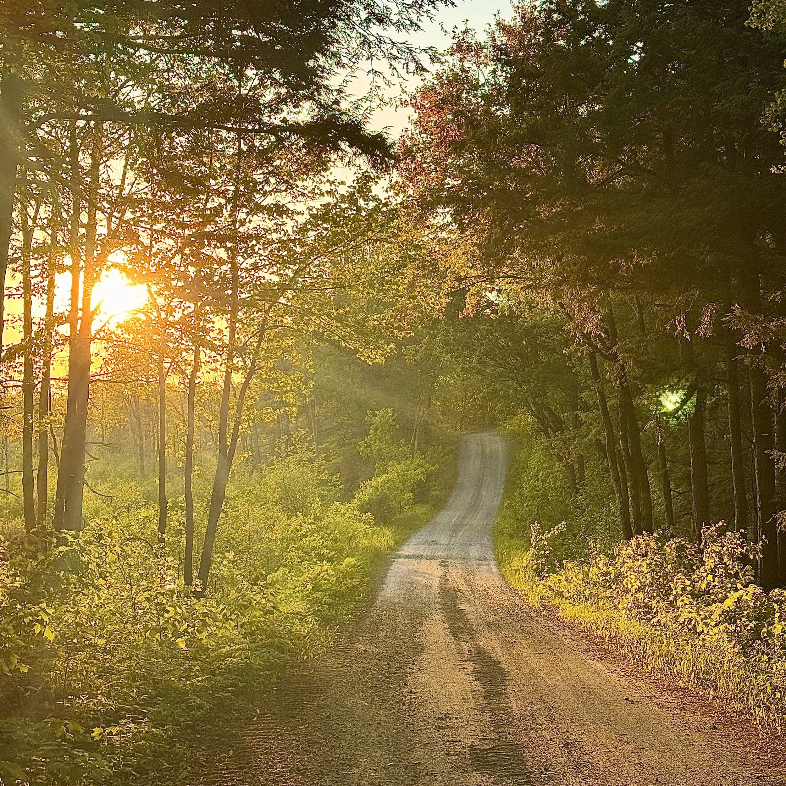 That early morning, midsummer glow.