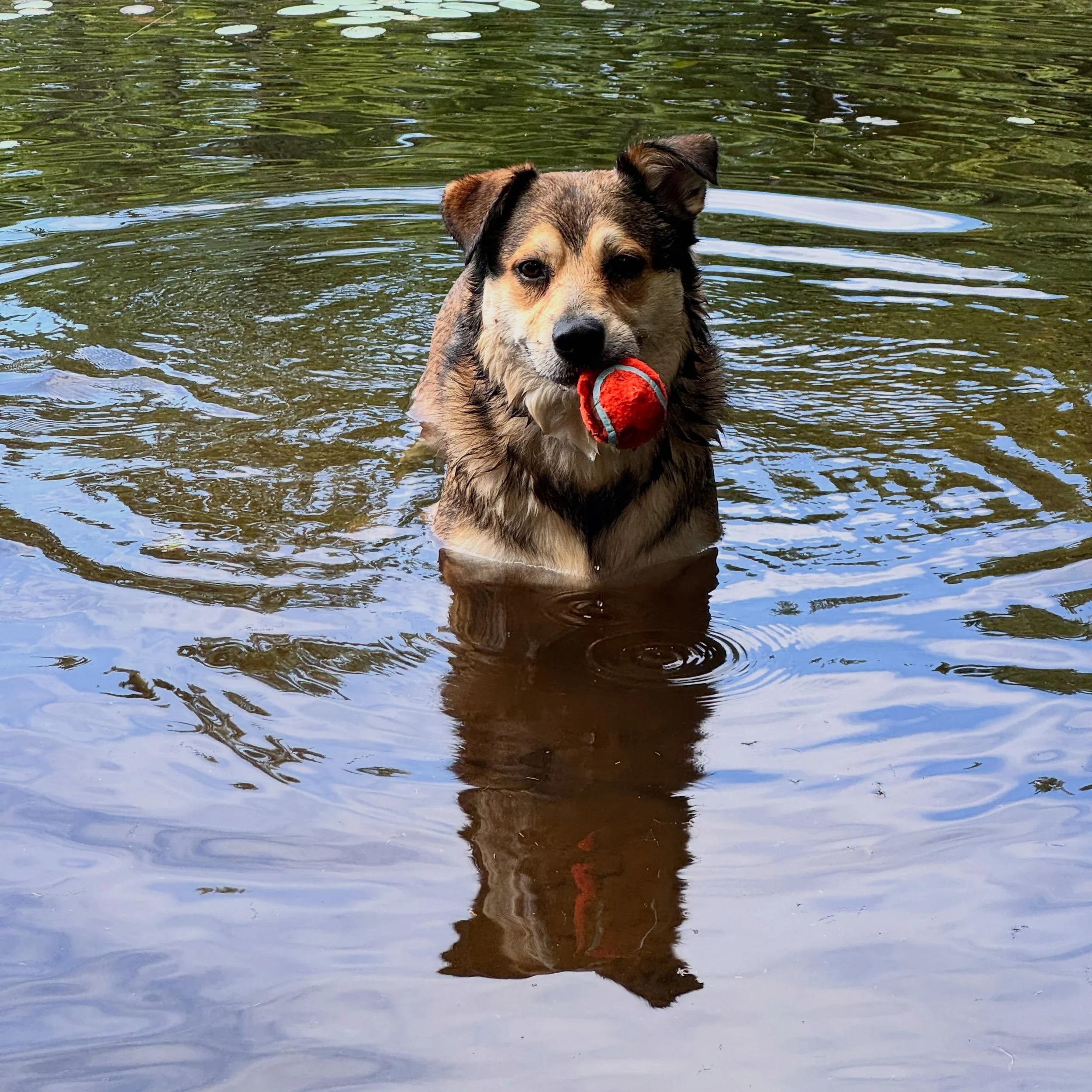 Everyone enjoys a good lake dip!