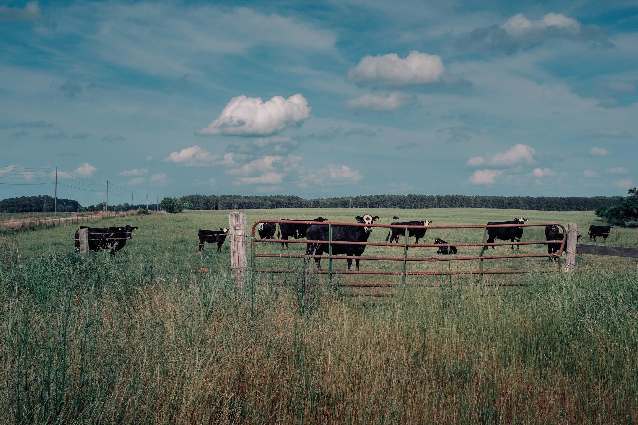Walking around pictures ... Newborn (Newton County).